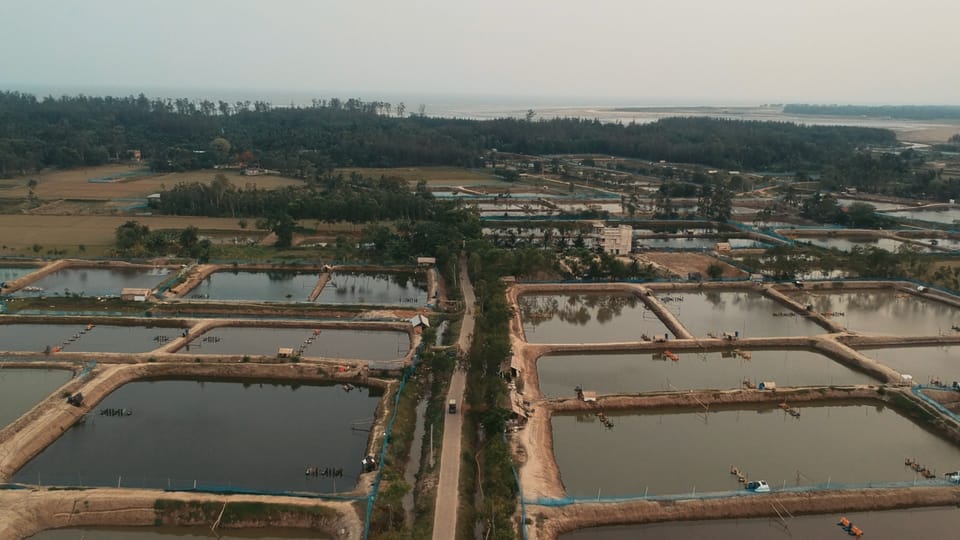 #16 The history of farmed shrimp in India